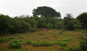 Foliage at Yala National Park