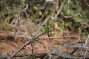 Green bird in Yala National Park