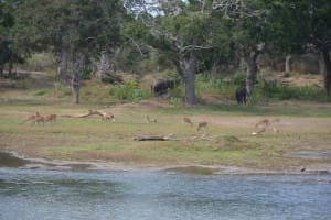 Wildlife at Yala National Park